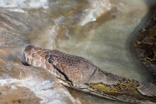 Serpienle Casa de los reptiles