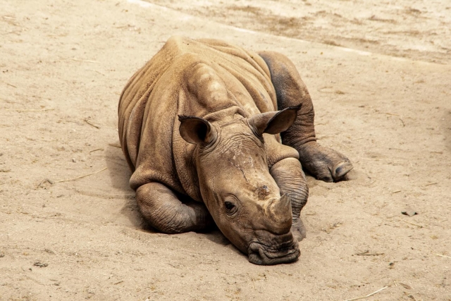 Hipopótamo en la Savana