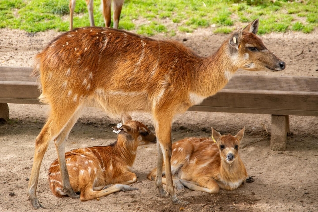 Mamíferos en familia