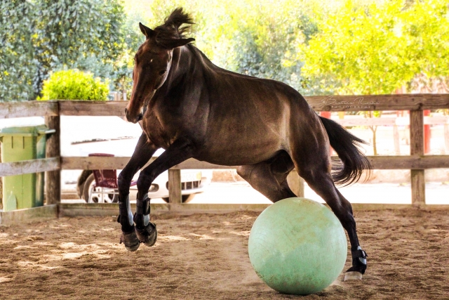 Caballo jugando en la hípica