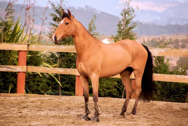 Caballo marrón en la hipica