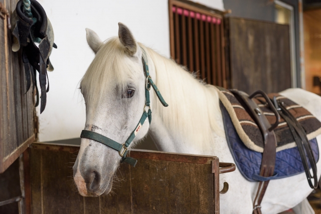 Caballo en los establos de Valongo