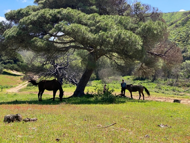 Caballos descansando