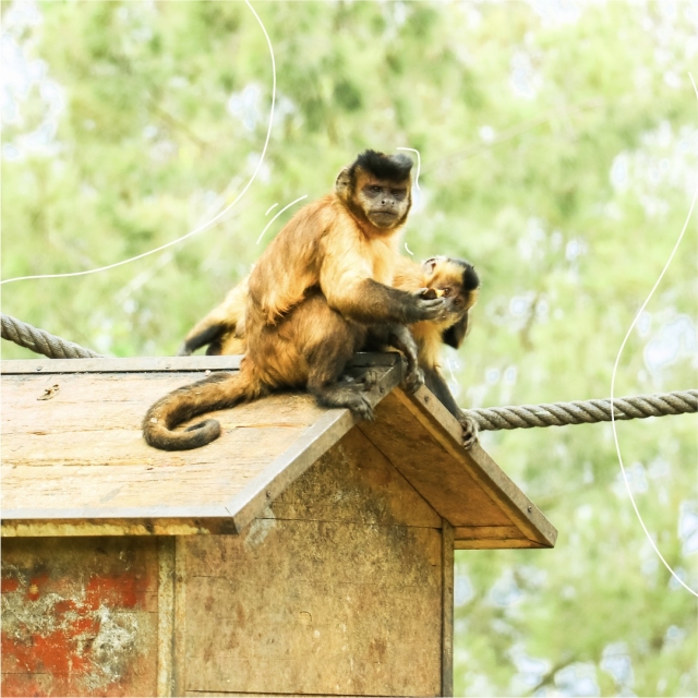 Macaco capuchino