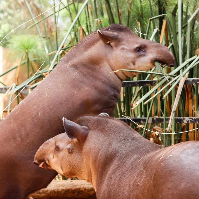 Tapir amazónico