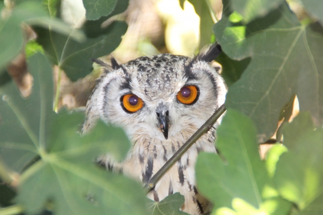 Tecolole en el árbol
