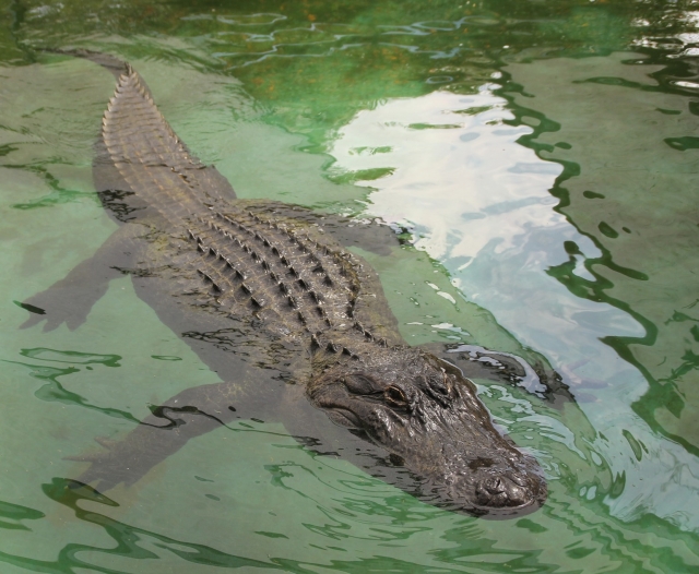 Cocodrilo en el lago