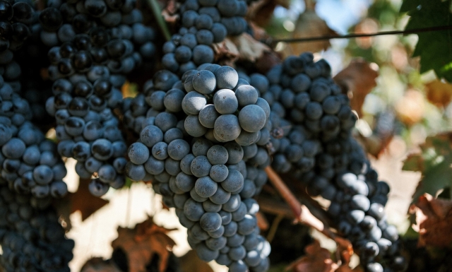 Uva del viñero 