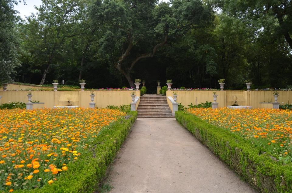 Jardín con flores amarillas