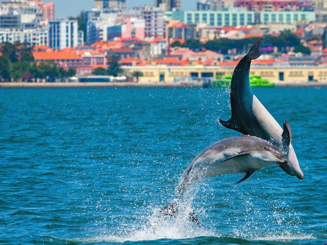 Delfines saltando en Setúbal