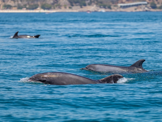 Delfines nadando tranquilamenle