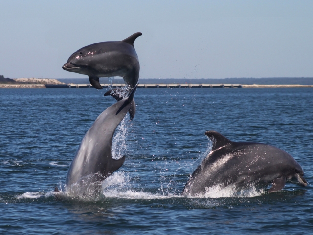 Avistamiento de delfines
