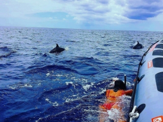 Observación y nado con delfines en Madeira, 2'5h