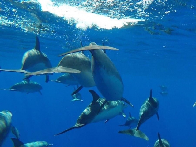 Delfines en Madeira Delfines en Madeira