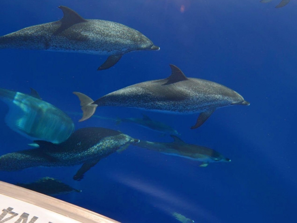 Delfines nadando junto al barco Delfines nadando junto al barco