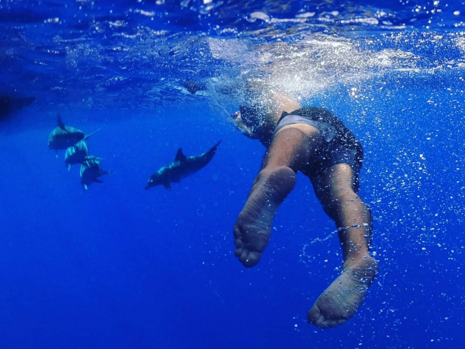 Venga a nadar con delfines Venga a nadar con delfines