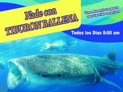 Nado con tiburón Ballena en Cancún 6h