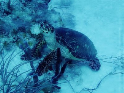 Curso Avançado em Águas Abertas, 2-3 dias, Mahahual