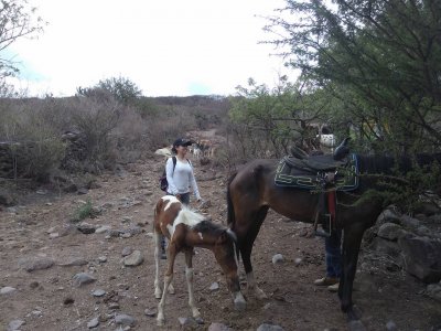 Horseback riding and archery with camping Los Capulines