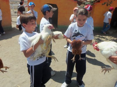 Anniversaire à la ferme avec des animaux, 2 heures