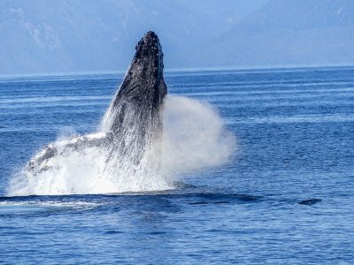 Avistamiento ballenas+snorkel Isla del Coral Tepic