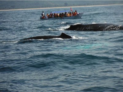Vistas Ballena+snorkel Isla Coral Guayabitos niños