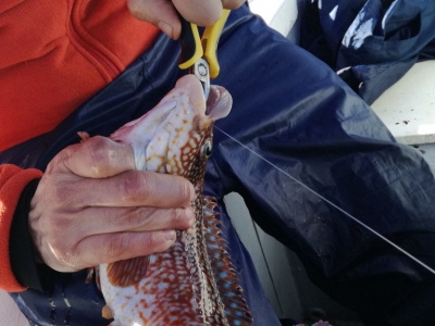 Pesca deportiva desde barco en Viveiro