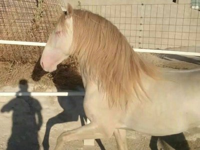 Cabalgamarra desde Carbajal de la Legua 1 hora