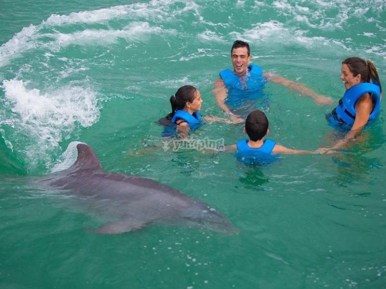 Cuanto Gana Un Entrenador De Delfines