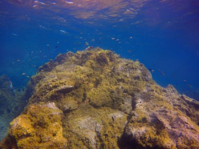 Excursión de snorkel en Tenerife 3,5 horas