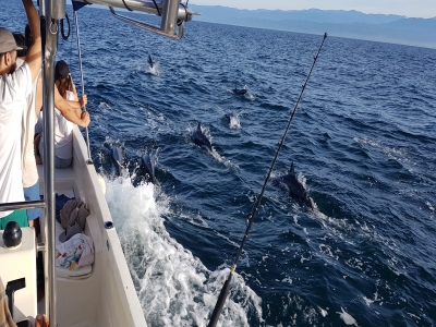 Avistamiento y nado con Delfines 3 horas