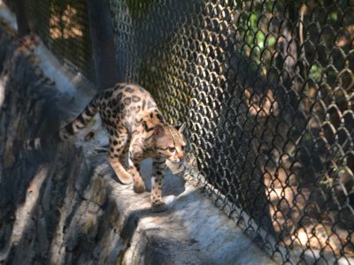 Visita a Parque Aéreo Joyyo Mayu y ZOOMAT