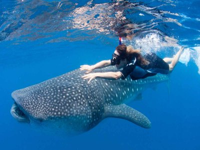 Nadar com tubarão-baleia custa crianças em Cancun