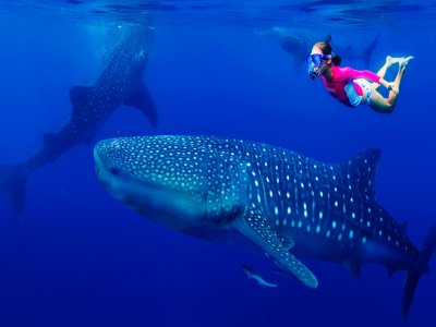 Swim with whale shark Riviera Maya