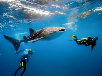 Walhai schwimmen Riviera Maya mit Kinderessen