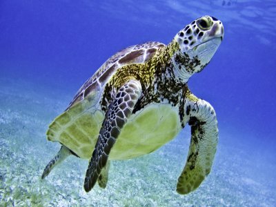 Nada con tortugas y descubre cenotes en Tulum