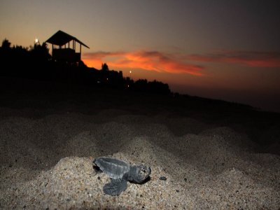 Turtle watching at night in Riviera Maya