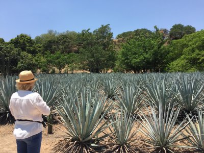 Tour privado en el Valle del Tequila 3 días