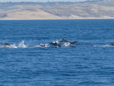 Avistar cetáceos y almuerzo en barco en Mogán 4 h