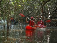  Rowing towards the mangrove 