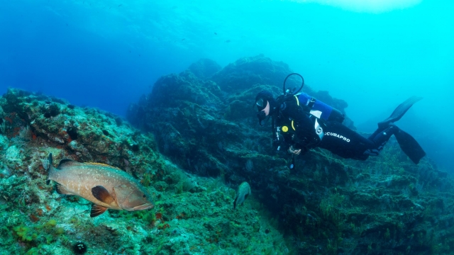  Buceo en Cerbère 