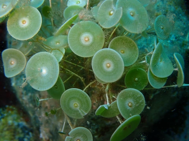  Déjale sorprender por los misterios submarinos 