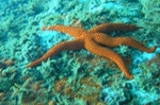  Estrella de mar 
