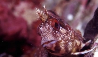  Blenny divertido 