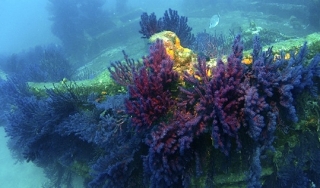  Donde el mar florece 