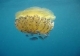  Medusas bajo el mar 