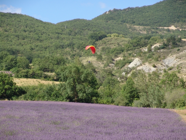  lavanda