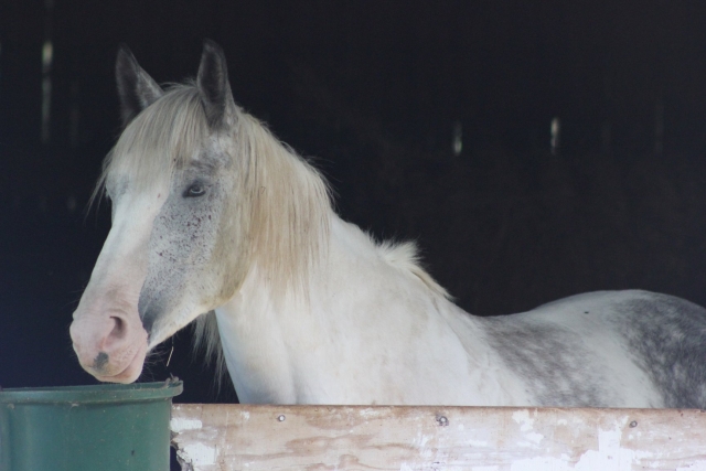  Nuestro hermoso caballo 