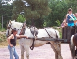 Enganche para ir en carro de caballos 