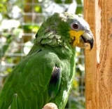 Descubre diferentes especies 